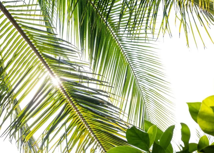 Under The Coconut Tree Hoi An
